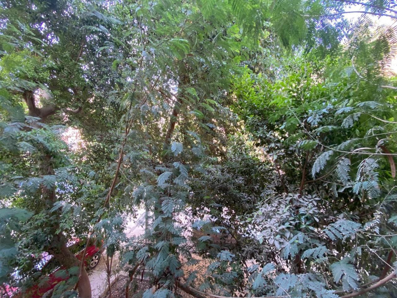Homestay Branch Loft In The Treehouse *